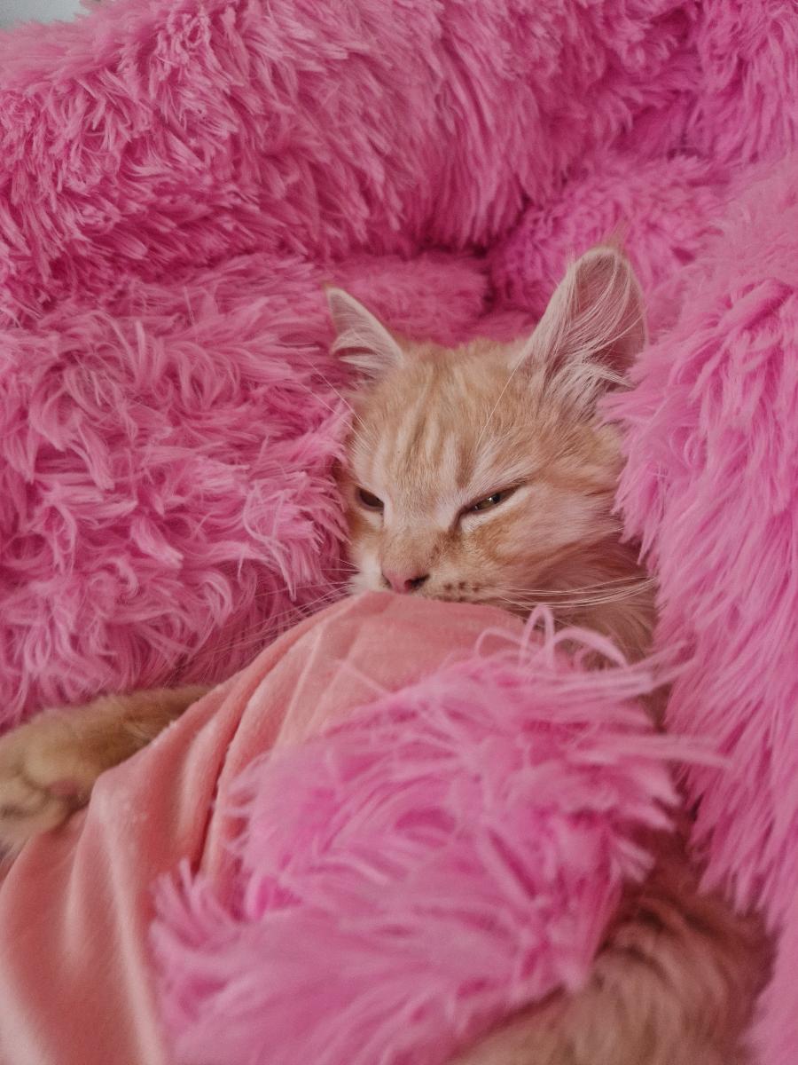 Ultra-Soft Faux Mink Plush Throw Blanket - Thick, Lightweight & Warm For All Seasons, Versatile Solid Color Design, Machine Washable, Christmas Present photo review