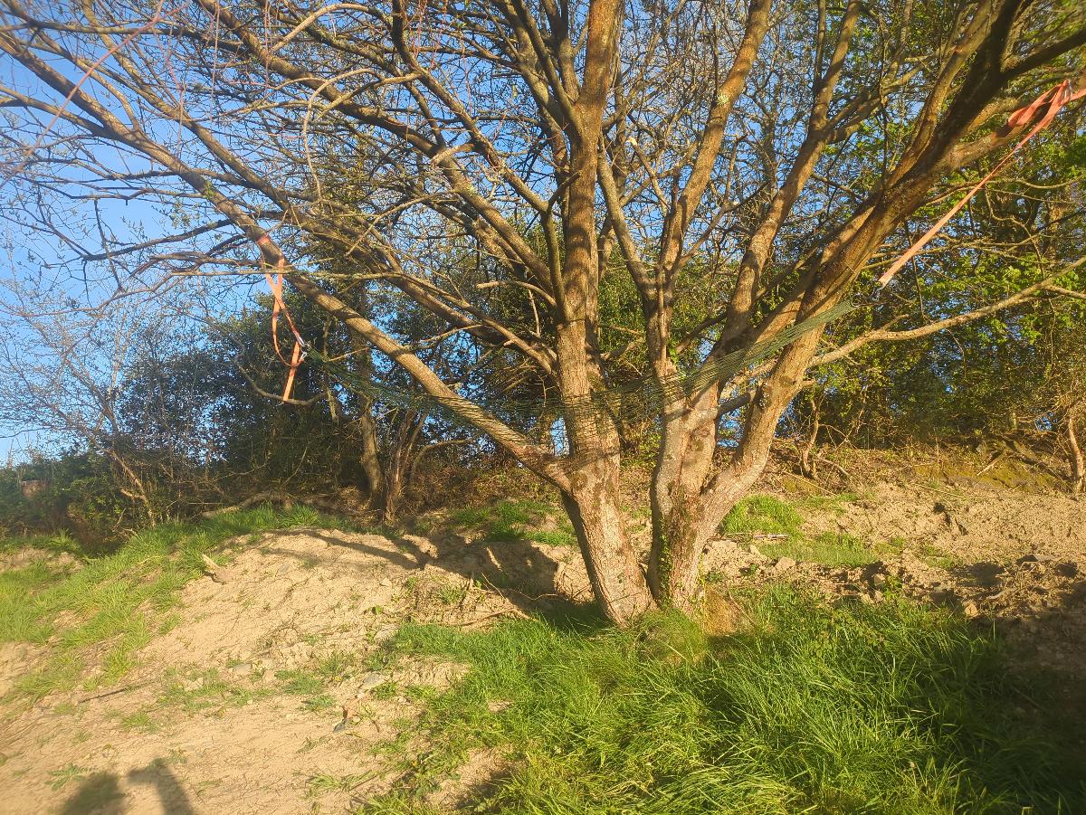 Your Portable Oasis: Luxury Nylon Mesh Hammock for Unparalleled Comfort! photo review