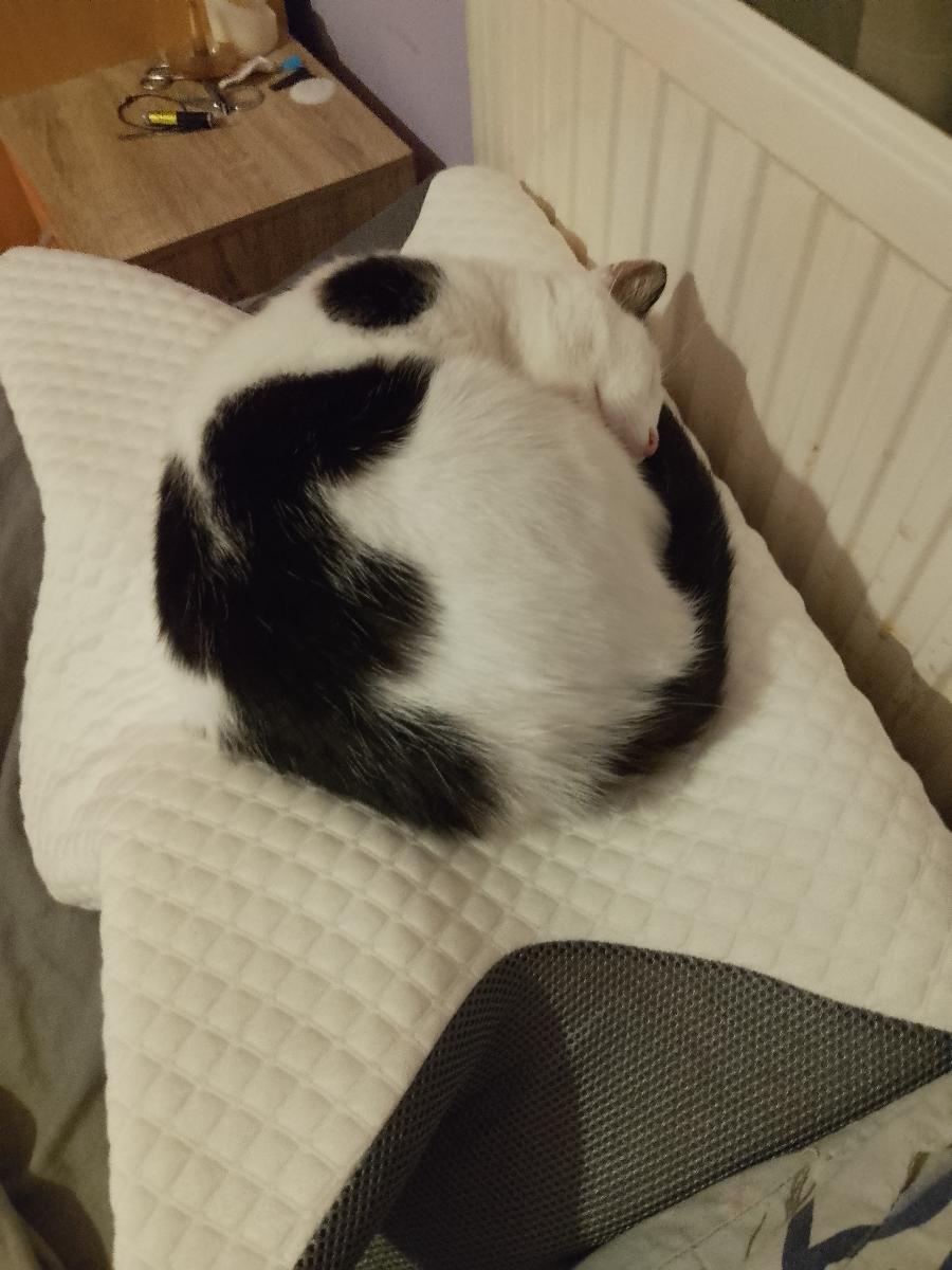 GC GAVENO CAVAILIA Contour Memory Foam Pillow | Butterfly Shape for Head & Neck Support | Ergonomic Design for All Sleepers | Removable Washable Cover | 61x43 cm photo review