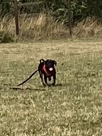 Adjustable Durable Dog Leash 3.05–9.14m for Secure Agility Control photo review