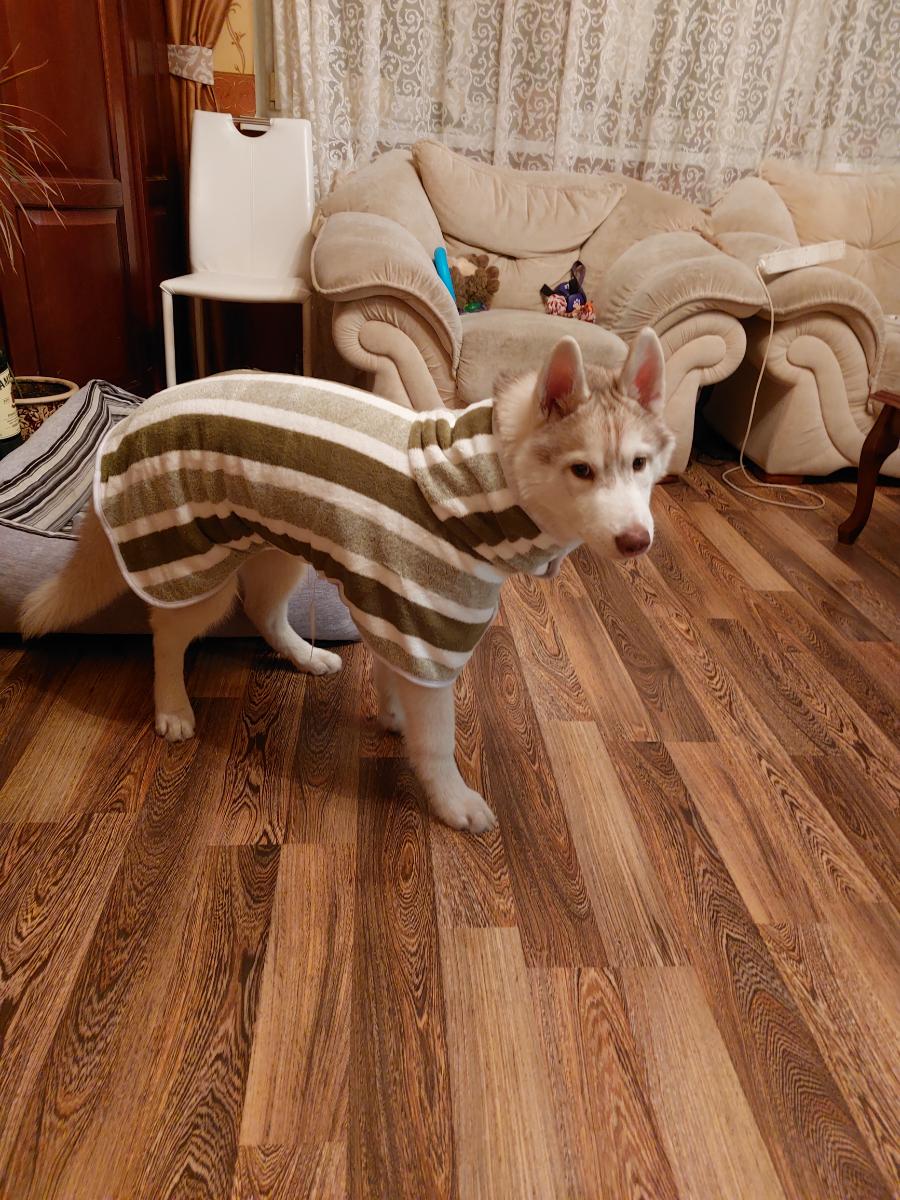 Dog Bathrobe Drying Coat — customer photo