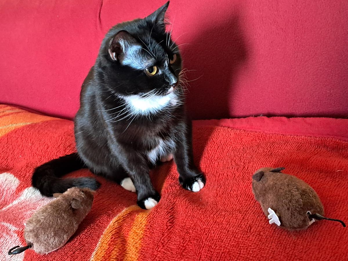 Огляд заводної плюшевої мишки для кота з Temu: коти в захваті, але колесо може приїхати зламаним — фото покупця