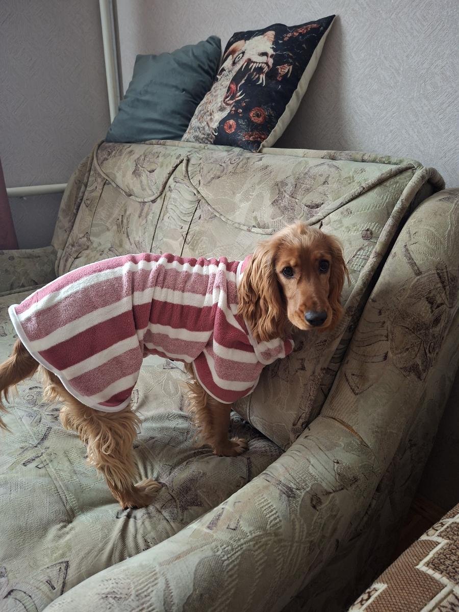 Dog Bathrobe Drying Coat — customer photo