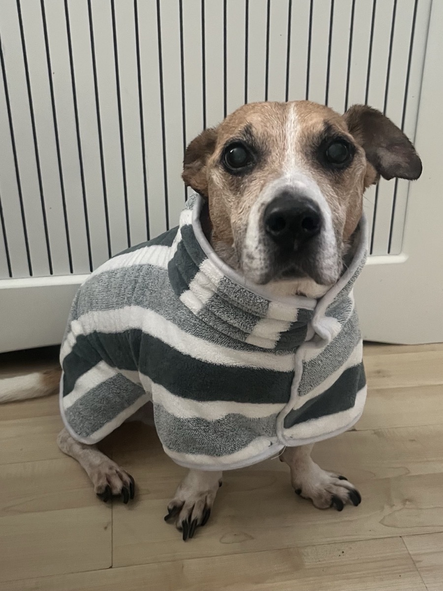 Dog Bathrobe Drying Coat — customer photo