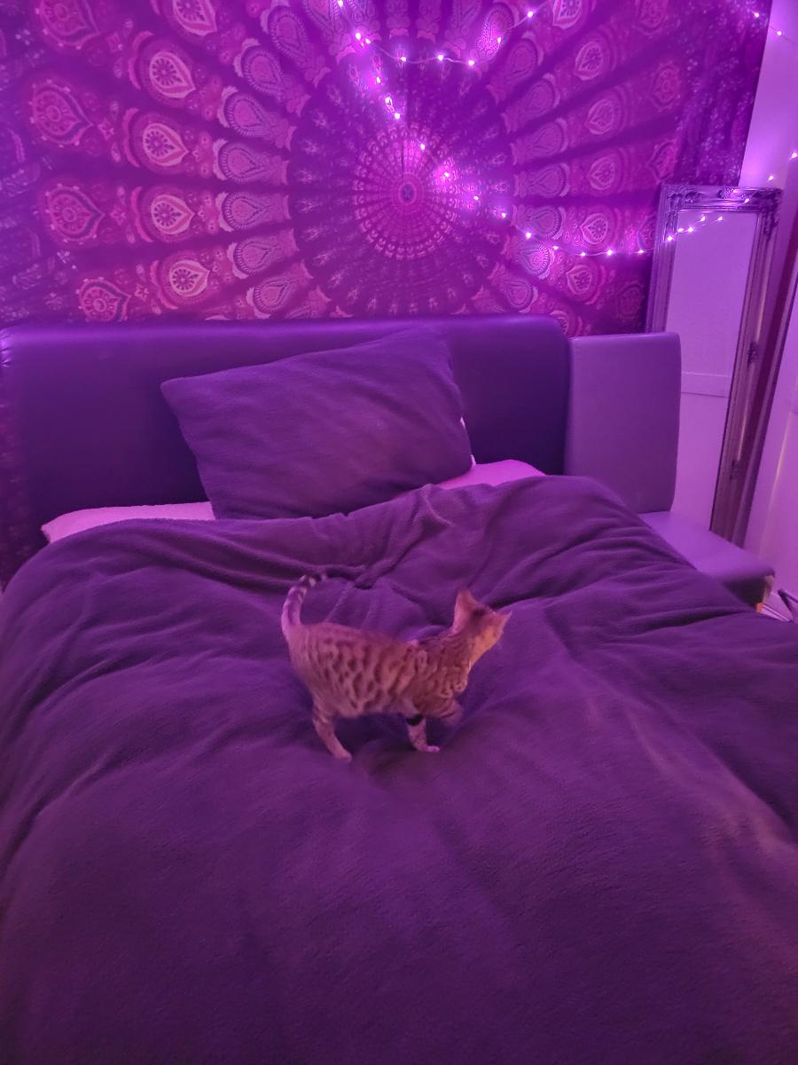 Luxury Hotel Style 1pc Duvet Quilt Insert Comforter Heavy Filling Breathable Fluffy– All Seasons Comfort – Lightweight Summer to Warm Winter – 4.5 10.5 13.5 15 Tog – Single Double Super King Bedding Size photo review