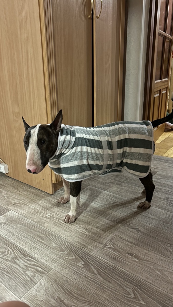 Dog Bathrobe Drying Coat — customer photo